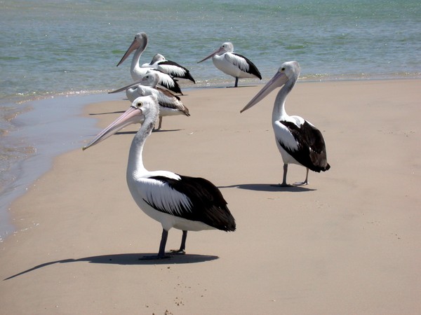Pelicans